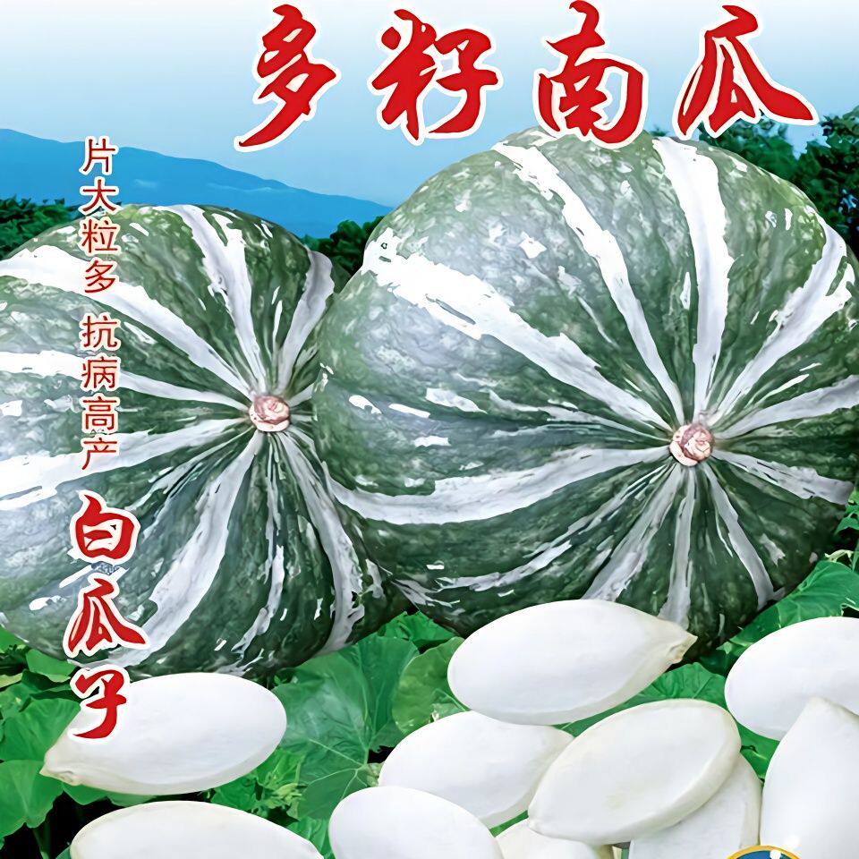 专产籽的多籽南瓜种子结籽多专吃南瓜子高产易活春季收籽倭瓜种孑