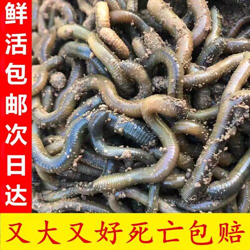 青蚯蚓大蚯蚓黑蚯蚓活饵鲜活鱼饵活体臭蚯蚓钓黄鳝土蚯蚓地龙饵料