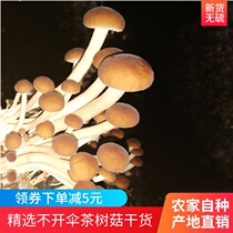 2020 fresh tea tree mushroom dry goods fresh tea tree mushroom soup without umbrella