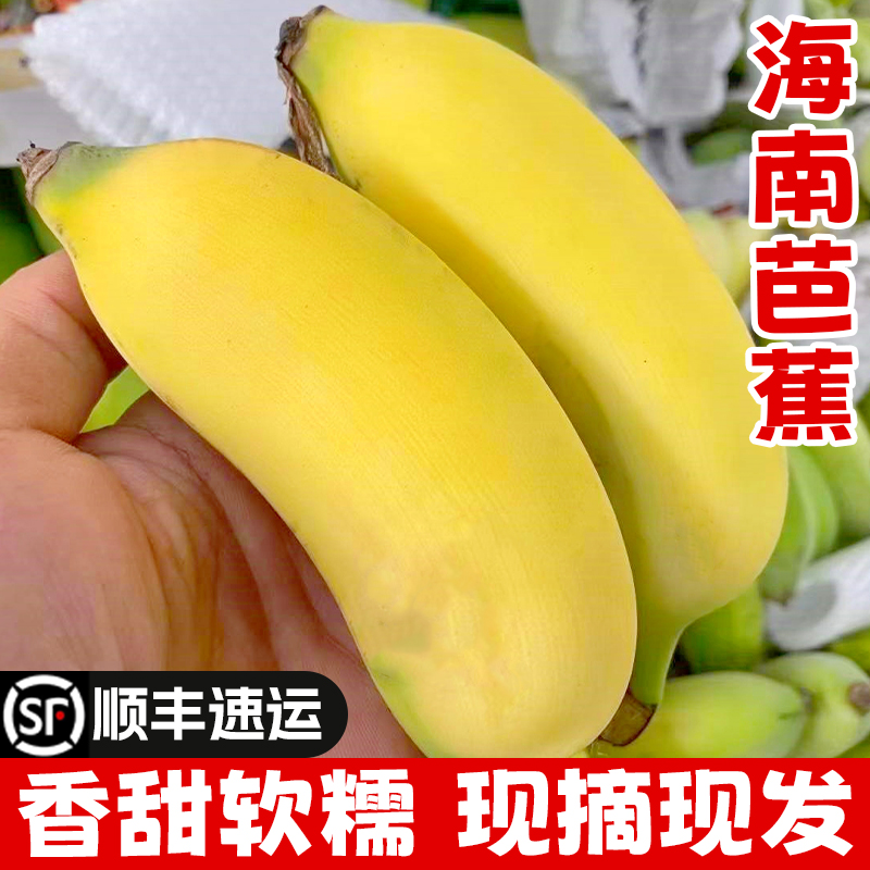 香蕉海南芭蕉新鲜小米蕉
