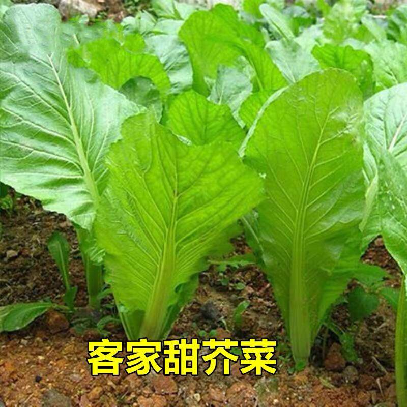 芥菜种子甜竹芥菜本地客家芥菜种籽青菜籽阳台盆栽四季播蔬菜种孑