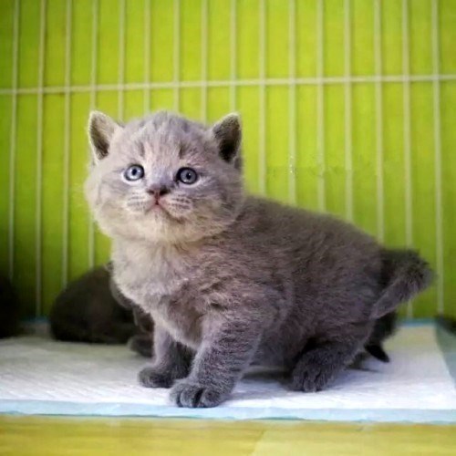 活体纯种喵喵幼猫蓝猫宠物猫咪英短美短活体蓝猫英国短毛猫蓝白加