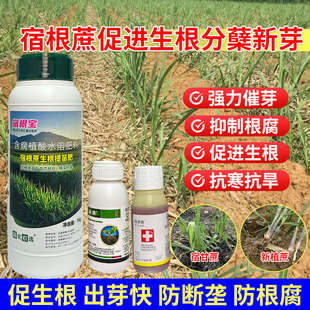 宿甘蔗爆根爆芽宿根宝拉长增大水溶肥壮苗促分蘖爆根爆芽水溶肥