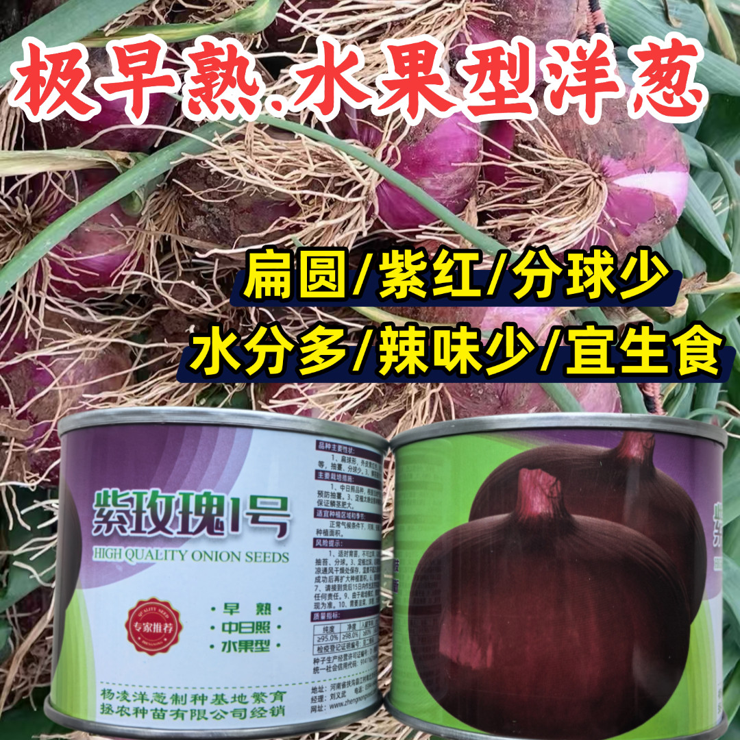 紫玫瑰1号洋葱种子极早熟扁平扁圆紫红分球少生吃水果洋葱种子籽