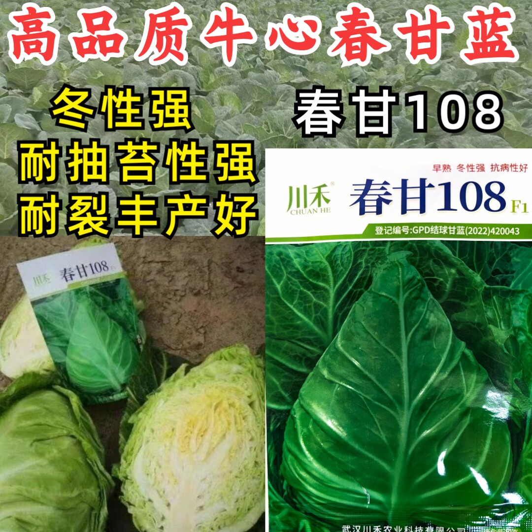 牛心甘蓝种子春甘108尖顶包菜耐寒耐抽苔露地越冬春秋甘蓝种籽子