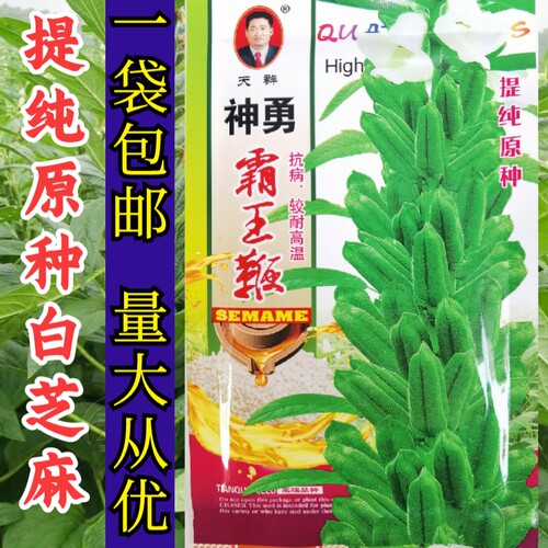 高油抗倒伏高产种子籽高产抗病