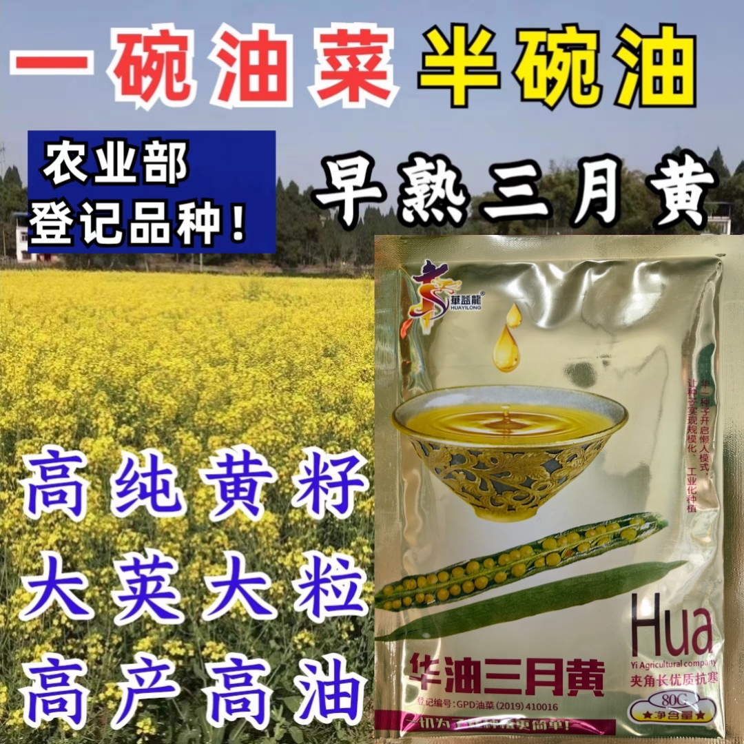 早熟抗病抗倒榨油可观赏油菜花