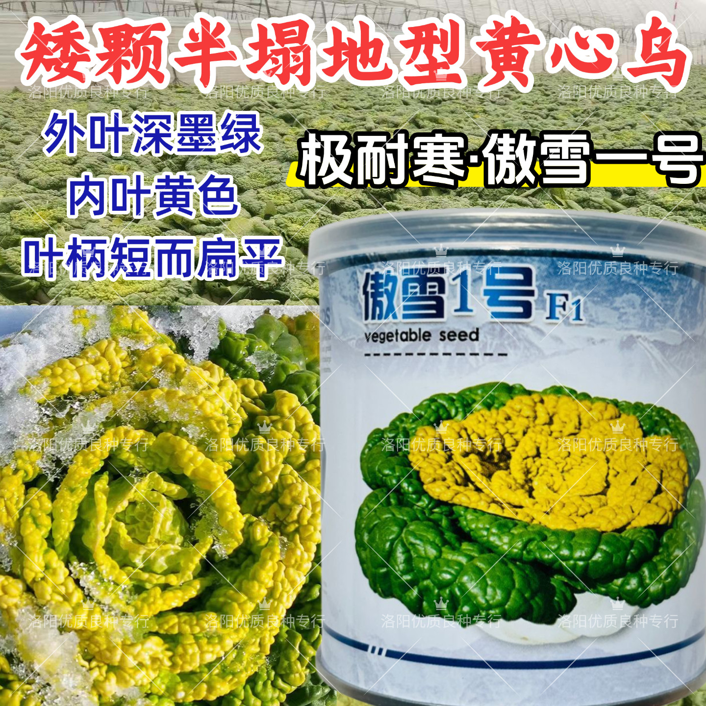 傲雪1号黄心乌种子矮颗耐寒越冬黄心菜乌塌菜涮火锅白菜种子大田