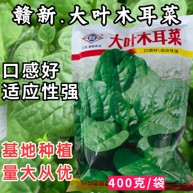 大叶木耳菜种子爬藤四季播春夏秋冬季种植大圆叶木耳菜蔬菜种籽孑