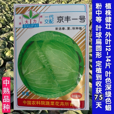 京丰一号甘蓝种子包菜种籽卷心菜抗病高产春夏秋播蔬菜大田种植