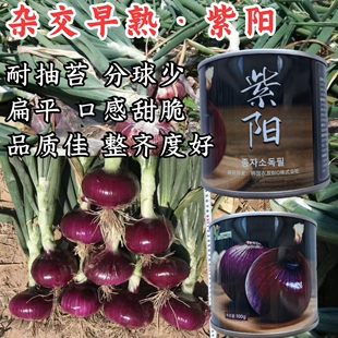 紫阳早熟洋葱种子杂交紫红韩国扁平耐抽苔分球少洋葱葱头种子籽孑