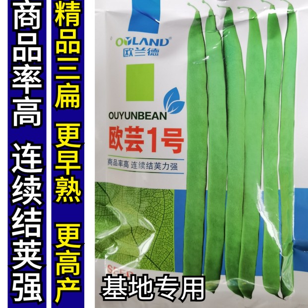精品三扁宽扁豆无筋四季豆种子