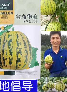 花蕾花皮甜瓜香瓜种子超甜水果甜