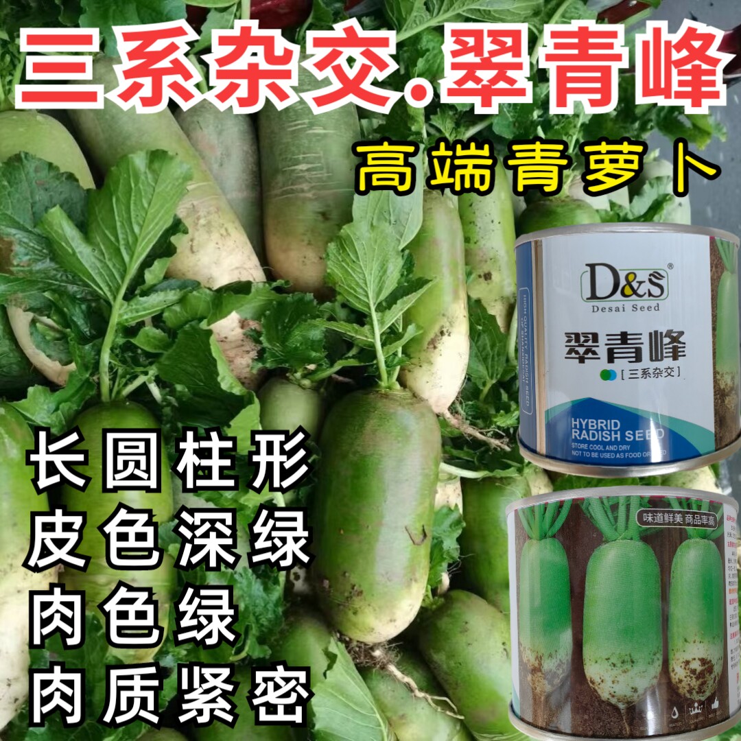 三系杂交青萝卜种子翠青峰绿皮绿肉两头挺圆柱超791罐萝卜种子籽