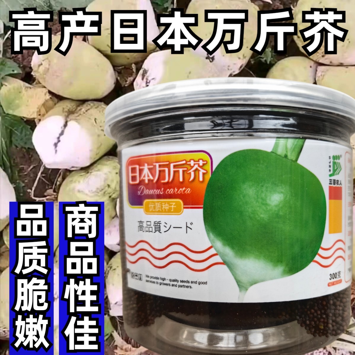 光头芥菜种子日本万斤芥二道眉芥菜头疙瘩辣老咸菜秋季蔬菜种子籽