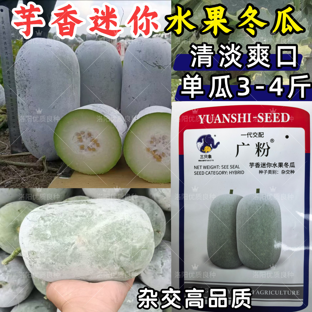 水果冬瓜种子芋香迷你3-4斤粉皮小冬瓜杂交口感型小冬瓜种子籽春