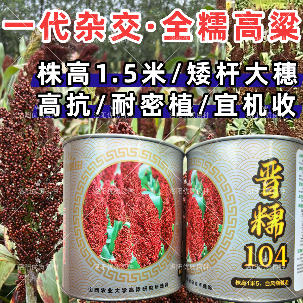 晋糯104高粱种子1.5米矮杆全糯高产大穗抗病耐旱酿酒红高粱种子籽
