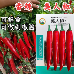 美人椒种子红辣椒种籽微辣泡椒小米辣椒种孑农家菜园四季蔬菜种子