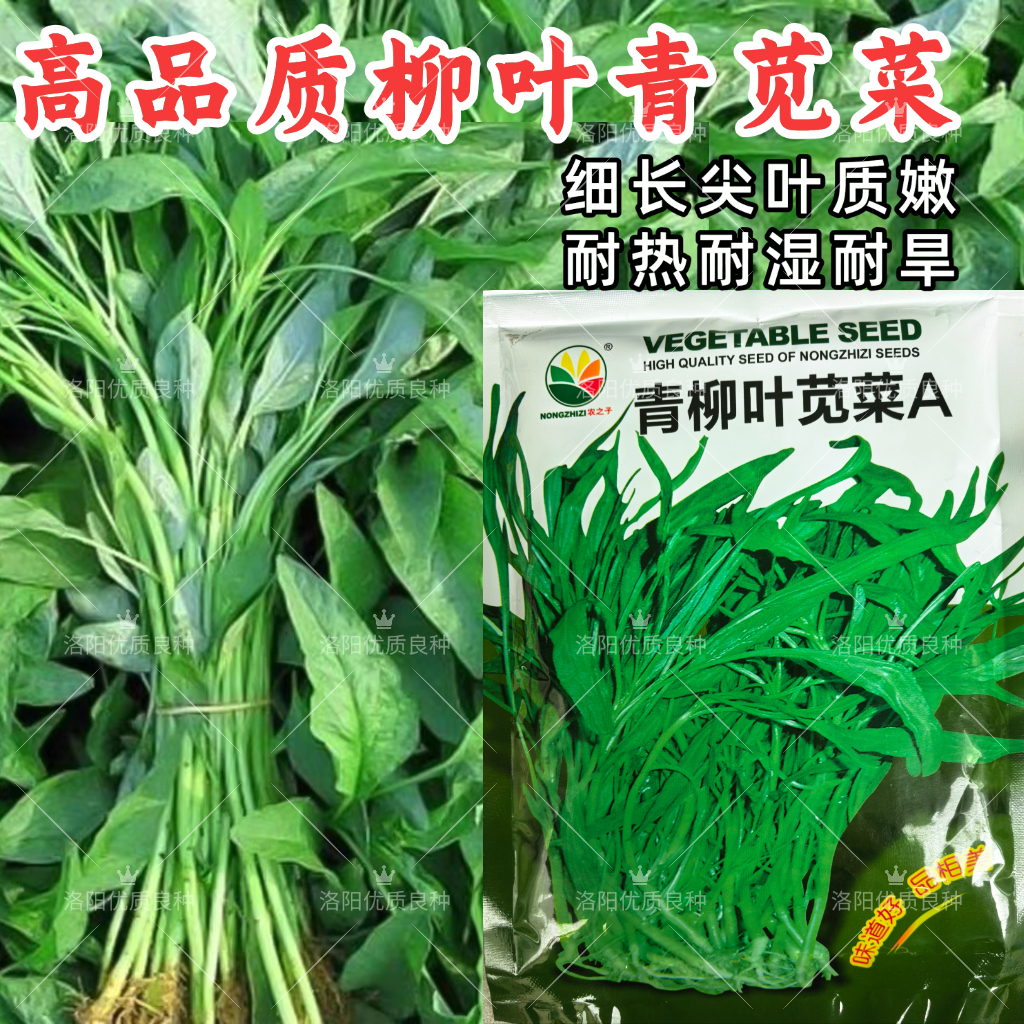 柳叶青苋菜种子耐热耐湿耐旱细叶尖叶青绿苋菜春夏秋四季蔬菜种子