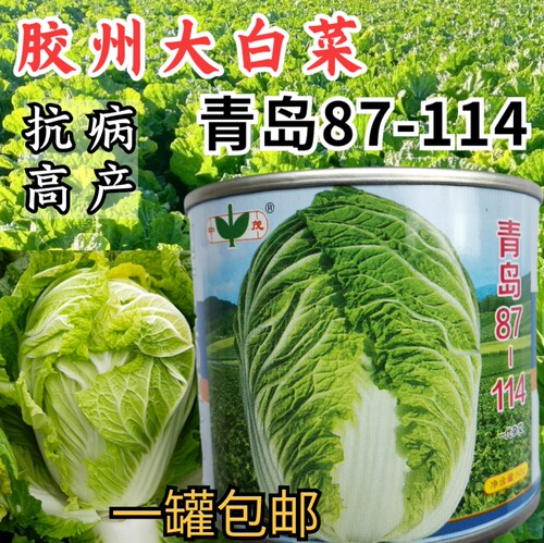 高产山东耐寒冬储大白菜中茂