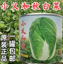小义和秋大白菜种子早熟抗病高产秋冬储山东胶州白菜蔬菜种子籽孑