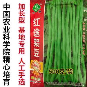 高产泰国无筋架豆王豆角芸豆中蔬