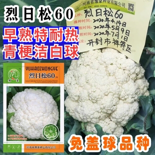 免盖球松花菜种子烈日松60松花菜种子早熟耐热青梗松花菜花种籽