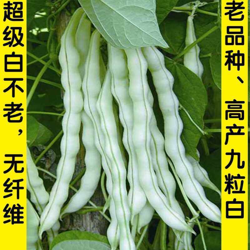 九粒白四季豆种子芸豆种子 特长九粒白不老豆角种子高产春秋基地