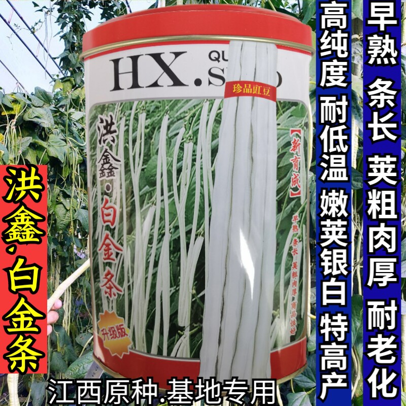 早熟银白皮长豆角耐低温荚长豇豆