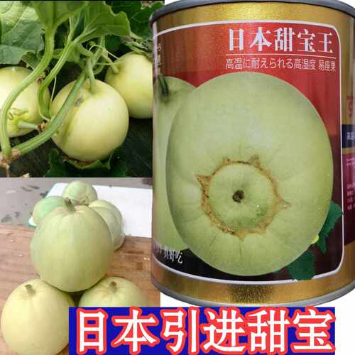 甜宝香瓜种子耐湿热耐储运香甜脆