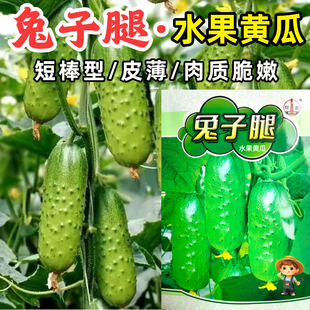 兔子腿水果黄瓜种子短棒小黄瓜薄皮口感甜脆春秋旱黄瓜蔬菜种子籽