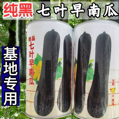 早熟南瓜种子倭瓜甜脆好吃