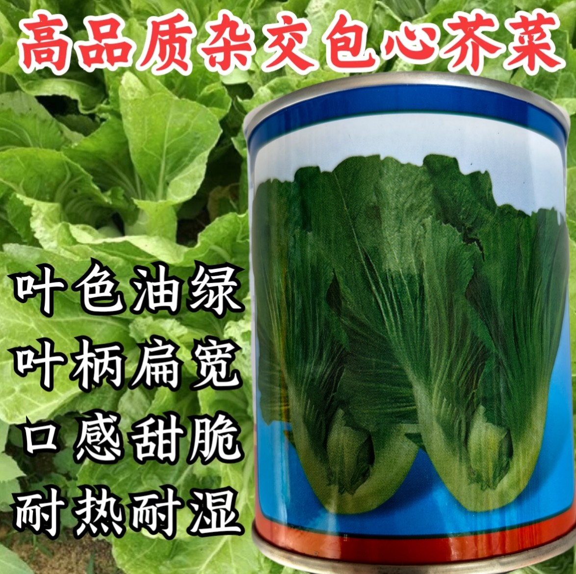 鸿德包心芥菜种子 大叶芥菜大肉芥菜籽耐湿热南方广东蔬菜种子孑