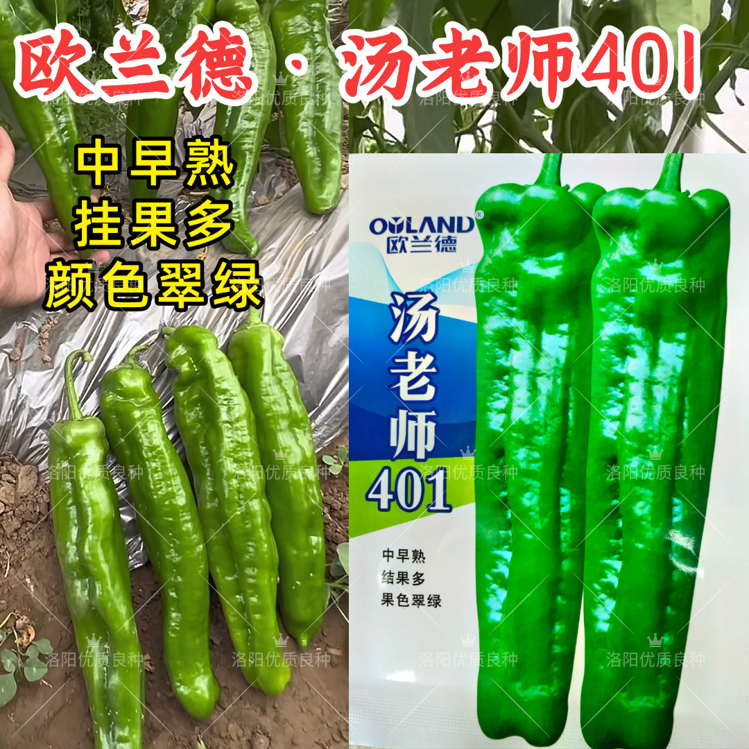 汤老师401泡椒种子薄皮厚肉翠绿皮牛角耐高温露地大泡椒辣椒种子