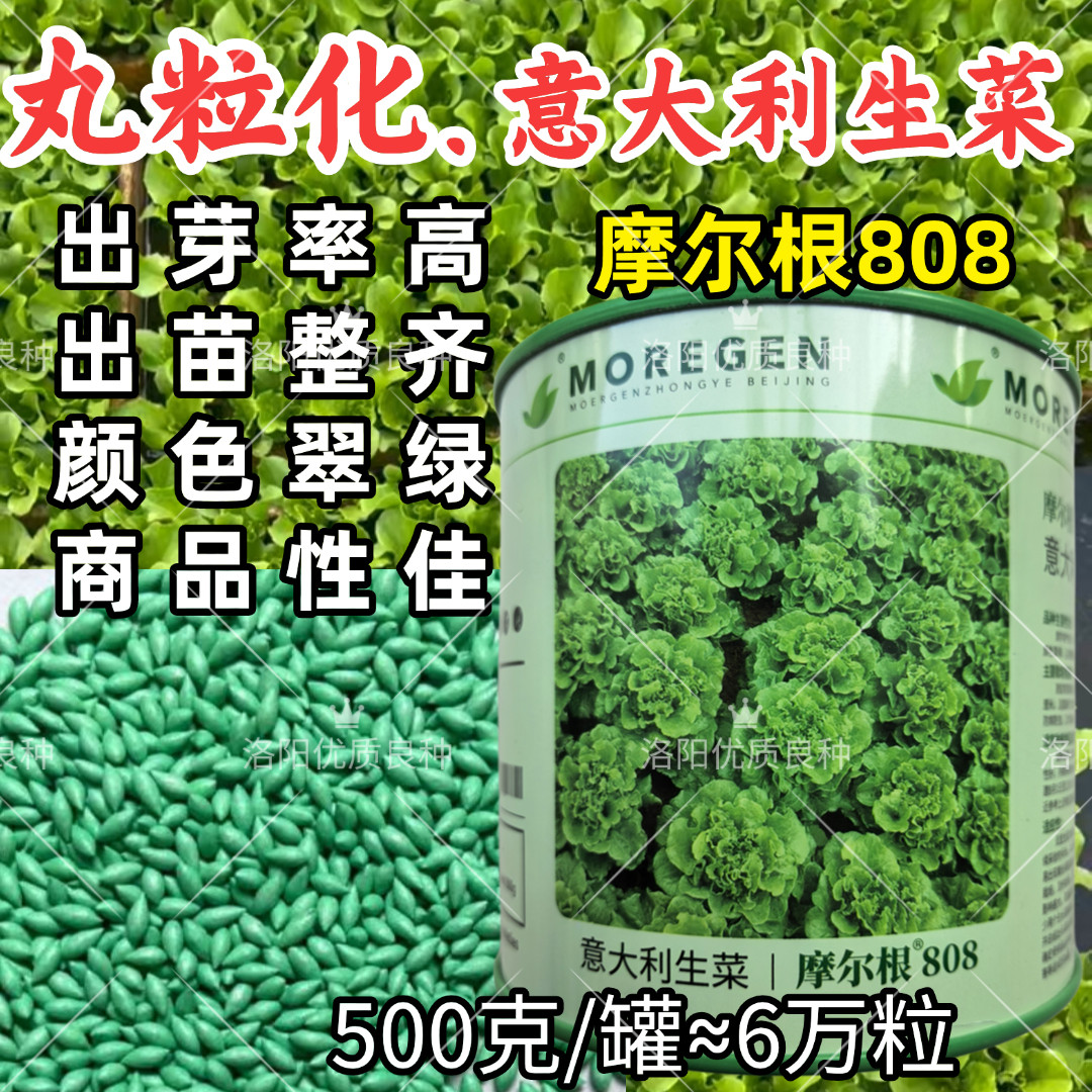 丸粒化生菜种子摩尔根808意大利翠深绿耐热耐寒单粒播生菜种子籽