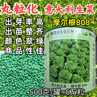 丸粒化生菜种子摩尔根808意大利翠深绿耐热耐寒单粒播生菜种子籽