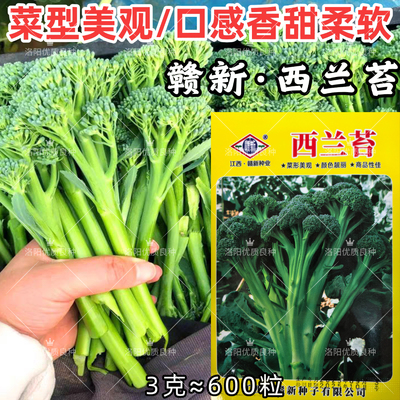 西兰苔种子四季种植早熟菜心西洋芥蓝西兰薹种子籽阳台庭院盆栽苗