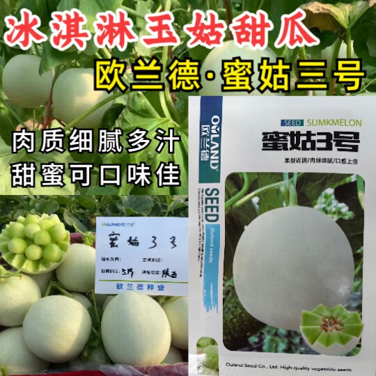 蜜姑三号玉姑甜瓜种子欧兰德白皮绿肉冰淇淋玉菇甜瓜香瓜种子籽孑