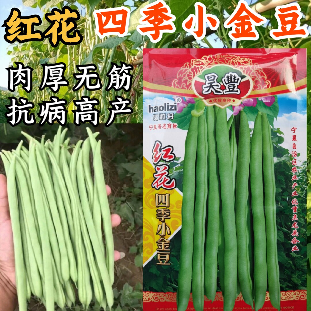 红花四季小金豆种子种籽 绿荚肉厚无筋菜豆芸豆四季豆角金豆种子