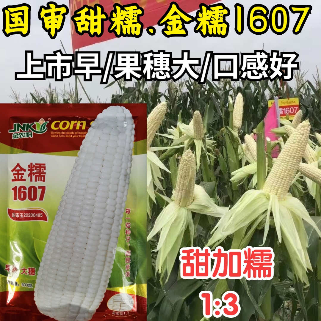 粘玉米极早熟糯玉米金农科好吃