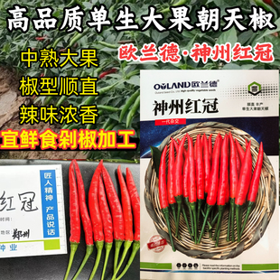 单生大果朝天椒种子欧兰德神州红冠薄皮青红剁椒小米辣椒种子籽孑