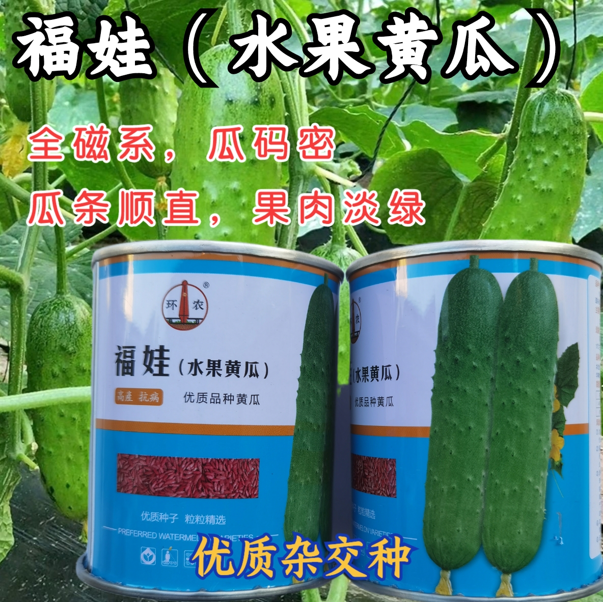 早熟绿肉黄瓜种子黄瓜种子