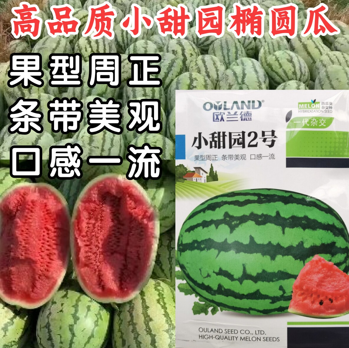 欧兰德小甜园2号绿皮大西瓜种子金城五号特大果菜园阳台西瓜子籽