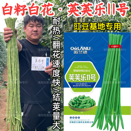 荚荚乐11号豇豆种子白籽白花耐热耐高温翠绿油亮春夏秋长豆角种子