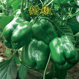 甜椒种子籽大椒青椒方椒彩色灯笼椒种子菜椒辣椒四季盆栽蔬菜种子