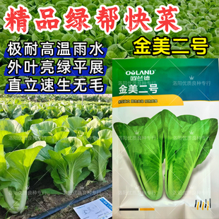 金美二号快菜种子欧兰德绿帮耐热耐湿绿帮绿叶春夏秋小白菜种子籽