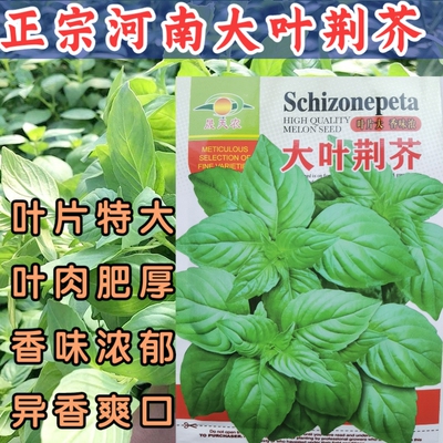 荆芥蔬菜种子荆芥菜河南