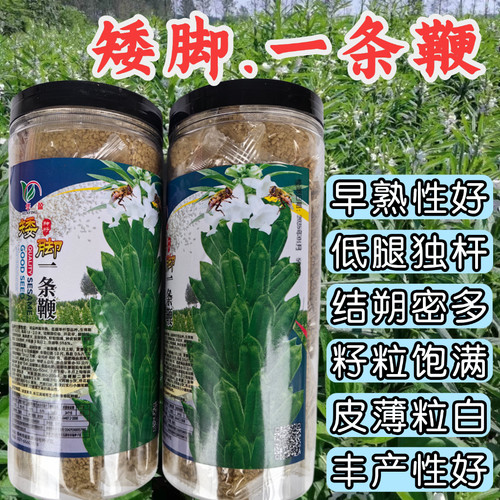 高产种子抗重茬芝麻种子信研