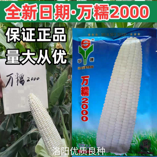 万糯2000玉米种子华穗万糯2000白甜糯大棒春秋糯粘玉米种子籽正品