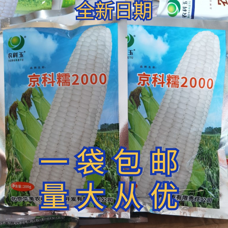 京科糯2000糯玉米种子 农科糯336糯玉米农科玉白甜糯玉米种子籽孑